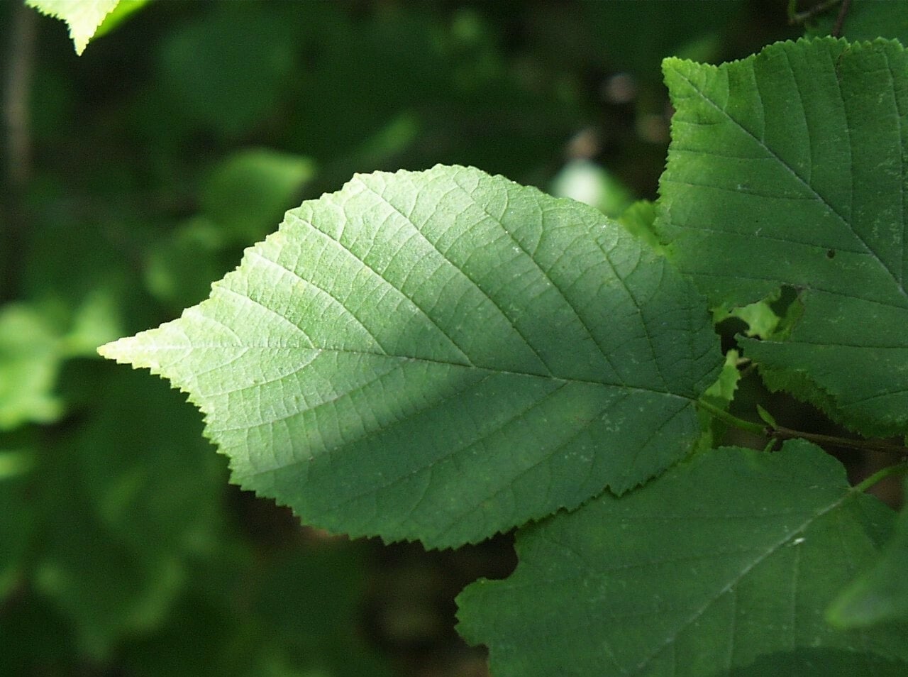 American Hazelnut, Age 3-0, Height 24-48", Bundle of 5. | Land and Water  Conservation Tree and Shrub Sale