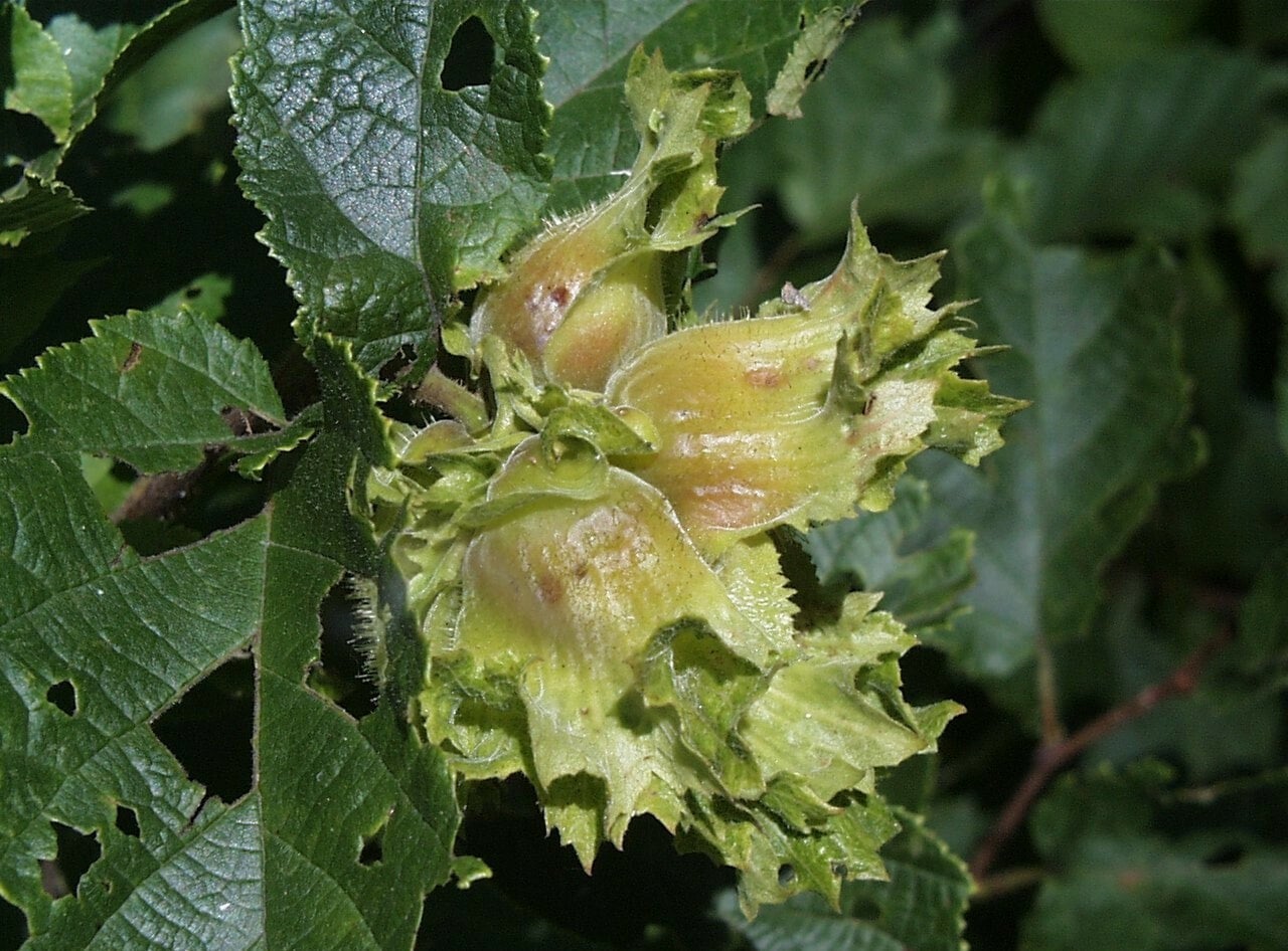 dünger für olivenbaum selber machen Purgrün Olivenbaum-Dünger 1 Liter main image 0